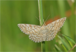 <p>VLNOPÁSNÍK KOSTKOVANÝ (Scopula immorata) ---- /Marmorierter Kleinspanner/</p>